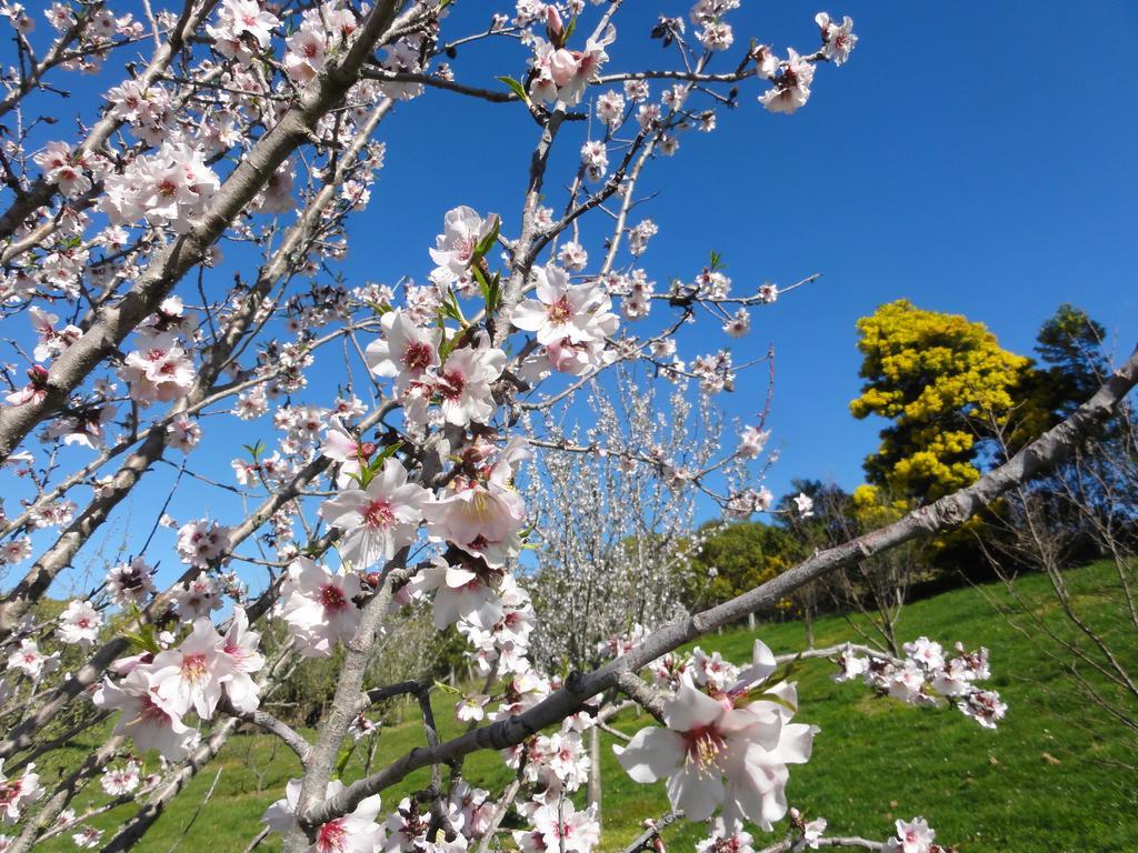 Pine Hill Lodge In Vineyard Mapua 外观 照片
