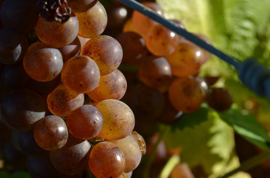 Pine Hill Lodge In Vineyard Mapua 外观 照片