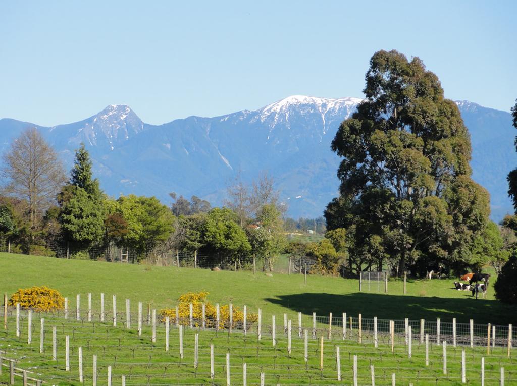Pine Hill Lodge In Vineyard Mapua 外观 照片