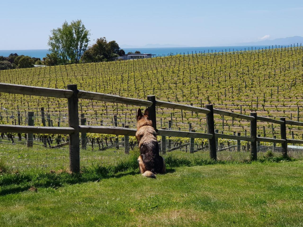 Pine Hill Lodge In Vineyard Mapua 外观 照片